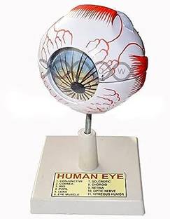 Labgo Eye Anatomy Model, Eyeball Model, Human Eye Anatomical Model for Science Anatomical Body Model