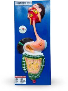 SunLix Human Digestive System Model Anatomical Body Model