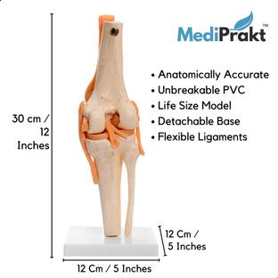 MediPrakt | LIFE SIZE KNEE JOINT MODEL | With Flexible Ligaments | For Demonstration & Orthopedic Use | Anatomically Accurate | Anatomical Body Model