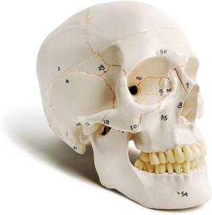 Labgo Human Skull Model, Life Size (9" Height), Medical Quality-3 Part-W/Sutures Anatomical Body Model
