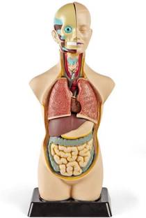 labcare HUMAN TORSO MODEL Anatomical Body Model