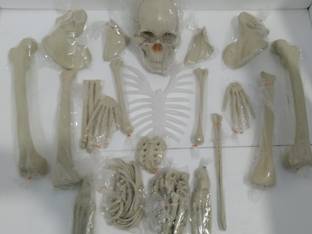RLK Enterprises Lab Disarticulated Fiber Glass Human Skeleton Model Bone Set Anatomical Body Model