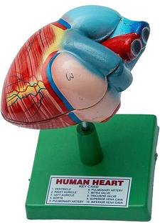 Bello Anatomically Heart Model for Biology Medical Study, Display Medical Teaching Anatomical Body Model