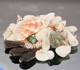 asfly Sea Shells Aquarium Sea shale Home Decoration Used Aquarium & craft H29 Shale Unplanted Substrate