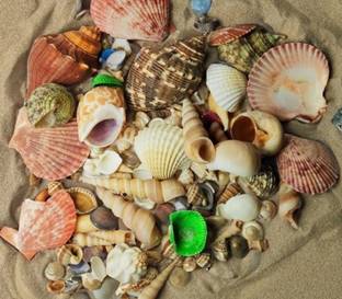 asfly Sea Shells Aquarium Sea shale Home Decoration Used Aquarium & craft H9 Shale Unplanted Substrate