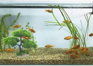 Mistletoe Laterite Unplanted Substrate