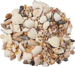 asfly Sea Shells Aquarium Sea shale Home Decoration Used Aquarium & craft H38 Shale Unplanted Substrate