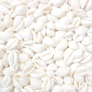 Beadsnpearls White Cowrie Shells/Sea Shells Without Hole For Jewellery Making Pack of 100 Pcs