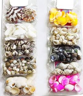 manrish Multiple Styles of Stone Sea Craft Shell Used for Craft,Home Decor, Resin Art