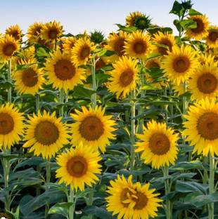 maa anandayamoi nursary sunflower 003 Yellow Sunflower Artificial Flower  with Pot