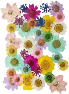 Revees Clive 36 in 1Real flowers,dried pressed flowers Art Craft Mixed Soap,Candle,Scrapbook Multicolor Daisy Artificial Flower