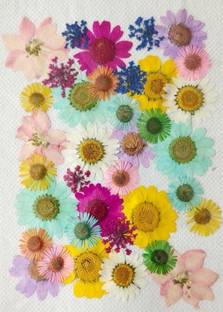 Revees Clive 36 in 1Real flowers,dried pressed flowers Art Craft Mixed Soap,Candle,Scrapbook Multicolor Daisy Artificial Flower
