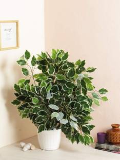 well art gallery Well Art Gallery Artificial ficus plant for Home Decoration Green, White Forsythia Artificial Flower