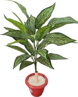 BAARIG Beautiful Croton Alocasia Plant tree with 26 Long Leaves Without Pot Artificial Plant