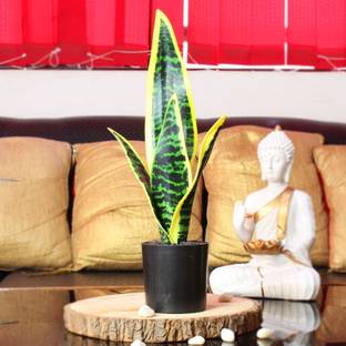 TIED RIBBONS Faux 1 Feet Indoor Snake Artificial Plant  with Pot