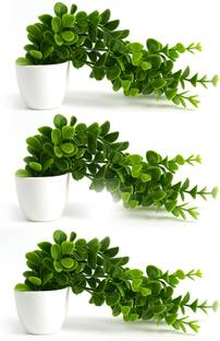 Akp Pack of 3 Artificial Creeper plant Bonsai Artificial Plant  with Pot