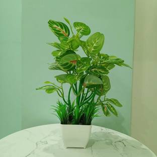 Decogreen POTHOS G, SQ POT GRASS H, Office Real Touch Money P, Living Room Premium Design Bonsai Artificial Plant  with Pot