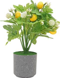 Yash Enterprises Pear Fruit Bonsai Bonsai Artificial Plant  with Pot