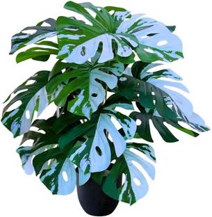 De Gardenia Whitemonstera_Withpot Artificial Plant  with Pot