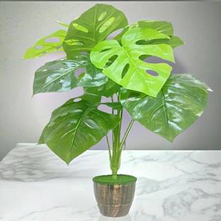 Akaar Akaar Decor 12 Branch Green Artificial Monstera Plant for Corners/Tabletop Artificial Plant  with Pot