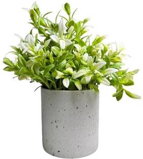 De Gardenia De Gardenia Artificial Tabletop Plant with Pot – Green Leaf Décor Bonsai Artificial Plant  with Pot