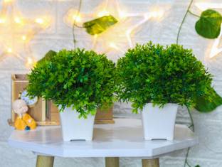 shanol Set of 2 Artificial green Plants for Home and Office Decor Artificial Plant  with Pot