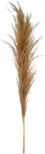 Garden Deco Garden Deco Broom Sedge Pampas grass for Home and Office Decoration, Set of 1 pc Wild Artificial Plant