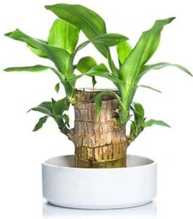 DHOR Lucky Wood Plant Seed