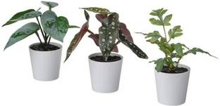 IKEA Digital Shoppy Artificial plant w pot, set of 3, in/outdoor green, 6 cm Bonsai Artificial Plant  with Pot