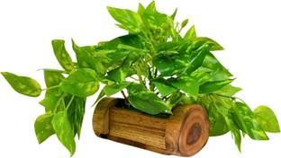 fancymart Money Plant in Woodlog Pot with Height 18 cm use as a Hanging or Tabletop Artificial Plant  with Pot