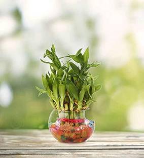 Green Plant indoor Bonsai Artificial Plant  with Pot