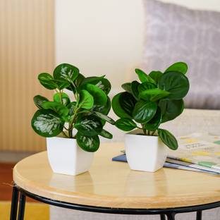 Ekhasa Peperomia Artificial Plants with Pot (Set of 2) | Faux Baby Rubber Plants Wild Artificial Plant  with Pot