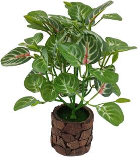 BAARIG Natural Money Plant with Stylish Coconut Pot Artificial Plant  with Pot