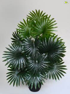 blooming floret Artificial Fan Palm Plant for Interior Decor / Home Decor 78.7 cm Tall Artificial Plant  with Pot