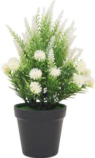 Yash Enterprises Yash Enterprises White Bonsai Wild Artificial Plant  with Pot