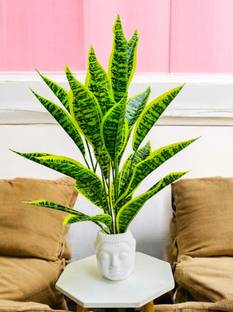 shanol Artificial Money Plant Leaves in Bhuddha Pot Pefect Decor for Home Bonsai Wild Artificial Plant  with Pot