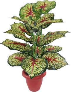 BAARIG Tropical Caladium | 18 Leaves | Ornamental Plant for Indoor Decor Without Pot नकली पौधा