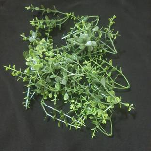 tosim School Project creeper Art, Project, Decoration (1 Packet 50 Piece) Artificial Plant