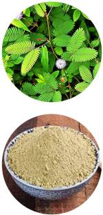 VEDIKA Lajwanti/ Lajvanti Beej / Mimosa Pudica Root Powder-100gm Pack.
