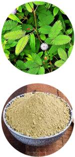 VEDIKA lajjalu Mool / Touch-me-not plant / Lajjalu Root Powder-200gm Pack.