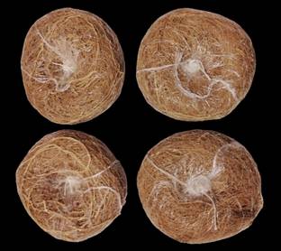 Spicado Traders Loofah