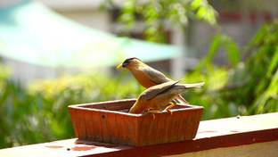 craft park Square Shape Natural Handmade Terracotta Parinda/Pot Regular Bird Bath