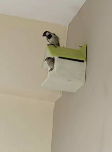 GO7 Mukesh123 Bird House