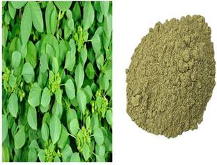 VIVETHAN Kuppaimeni powder 100gm | Indian Nettle | Acalypha Powder | Khokali |kuppiChettu