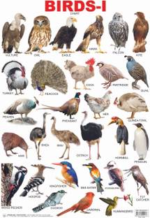 Birds: Book 1  - Educational Wall Chart for Kids Age 3–5 | Double-Sided Hard Laminated Bird Learning Poster (48 x 73 cm) | Colourful, Durable & Tear-Resistant Chart for Home and Classroom – Part 1
