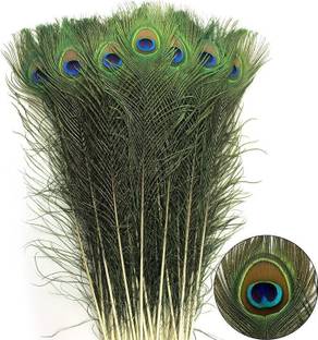 Rajmart Global Pack of 10 Decorative Feathers