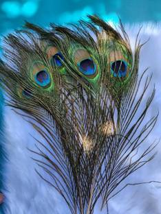Digibusy Pack of 5 Decorative Feathers