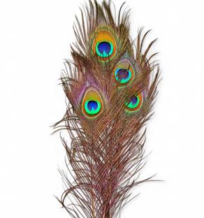 Vrindmart Pack of 4 Decorative Feathers