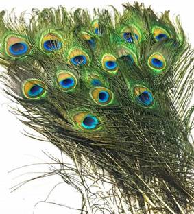 fashnita Pack of 6 Decorative Feathers