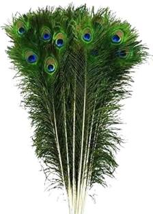mangla handicraftaza Pack of 10 Decorative Feathers